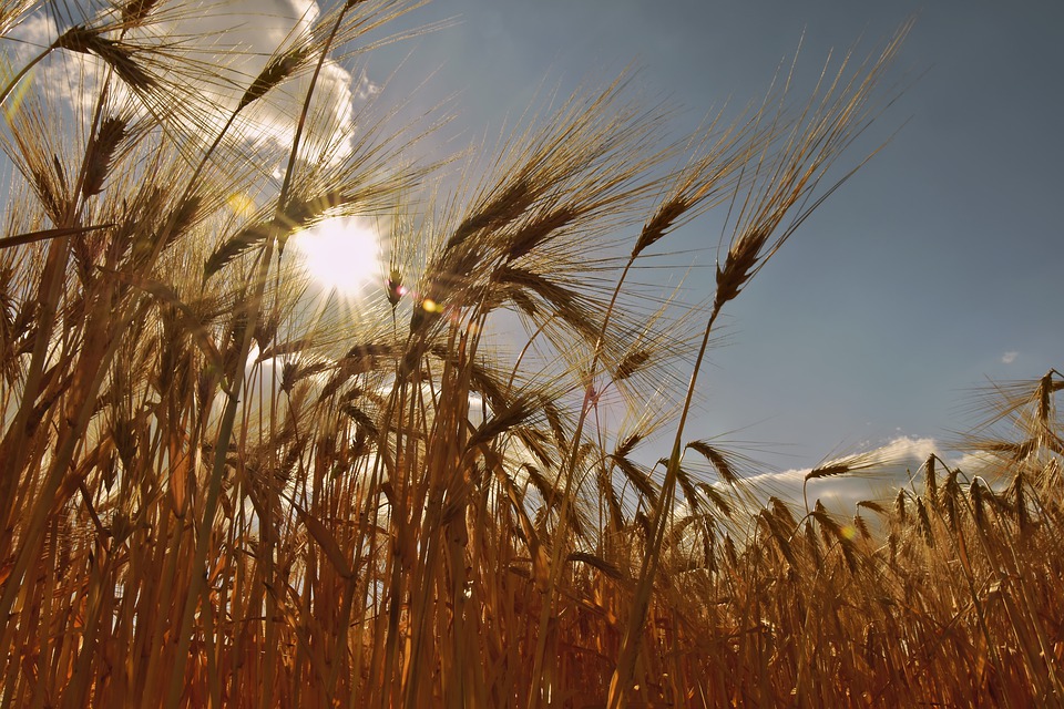Műtrágya elővásárlás a Hírös Agráriánál