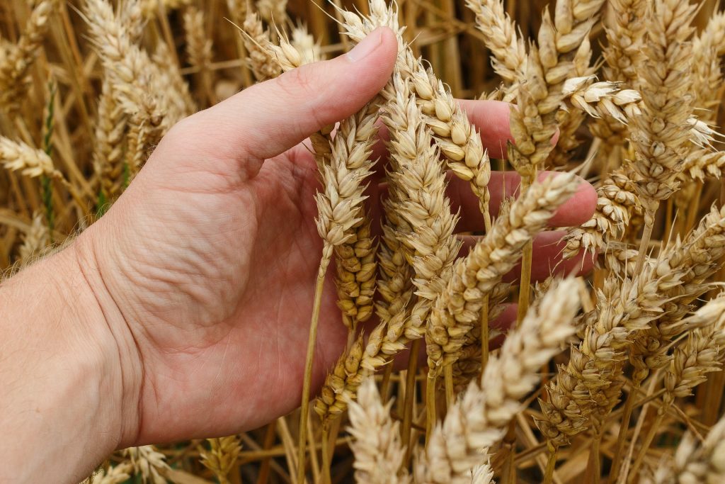 Műtrágya elővásárlás a Hírös Agráriánál