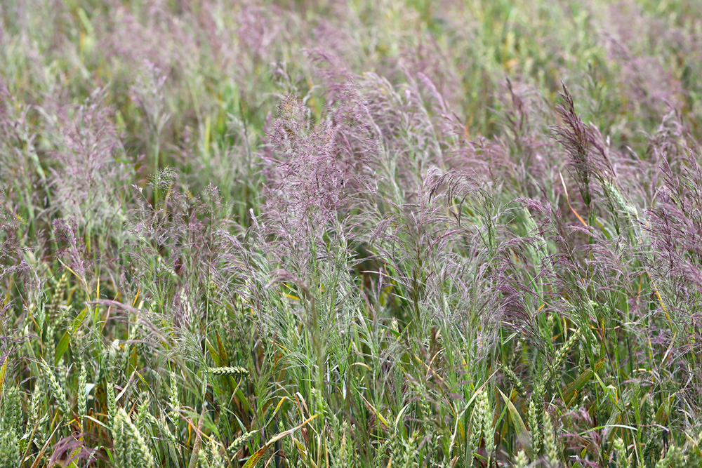 ehezebb lesz védekezni a nagy széltippan ellen? Újabb gyomirtó szer kerül kivonásra
