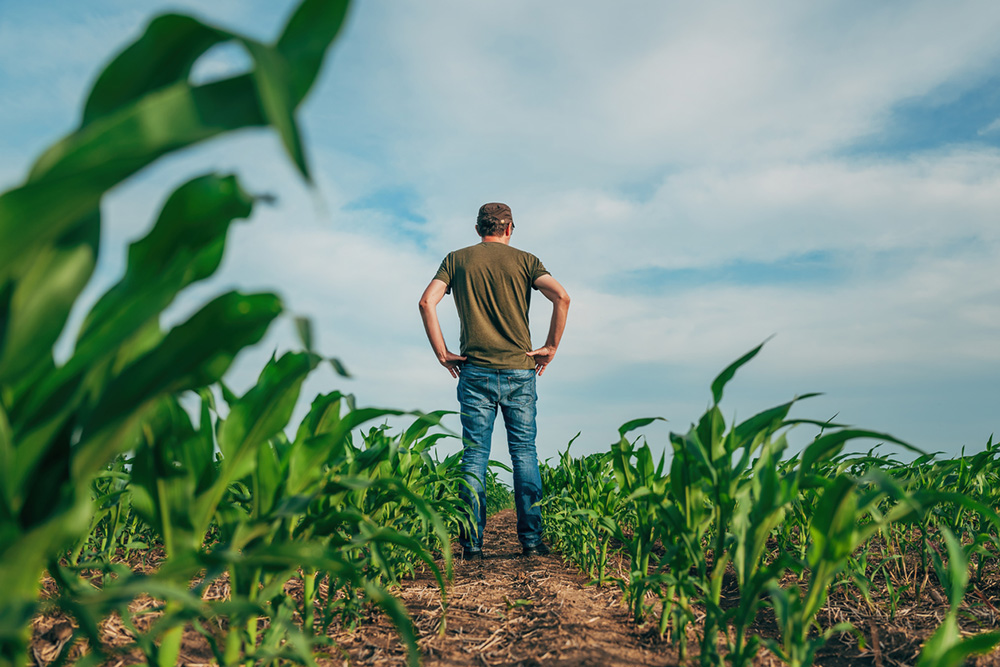 Már elérhetőek a 2025-ös kukorica posztregisztrációs fajtakísérletek