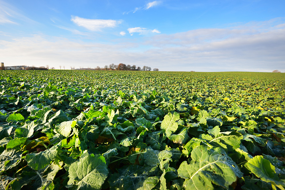 Tél végi, tavasz eleji teendők repcében – mire figyeljünk a szezonkezdetkor?