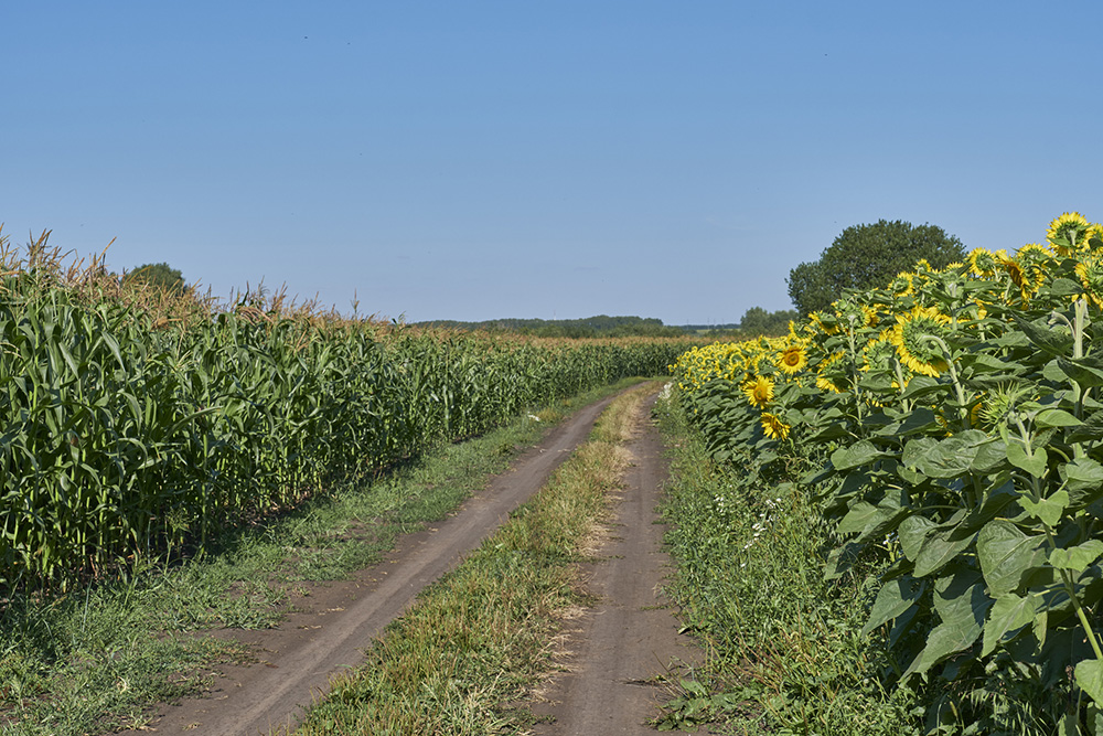 Vetőmag 2026: a genetikán túl egyre fontosabb a termőhely felmérése