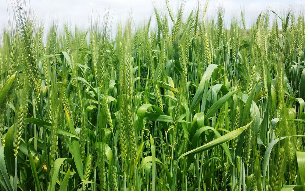 A megfelelő gombaölő szer szerepe a zászlóslevél védelmében