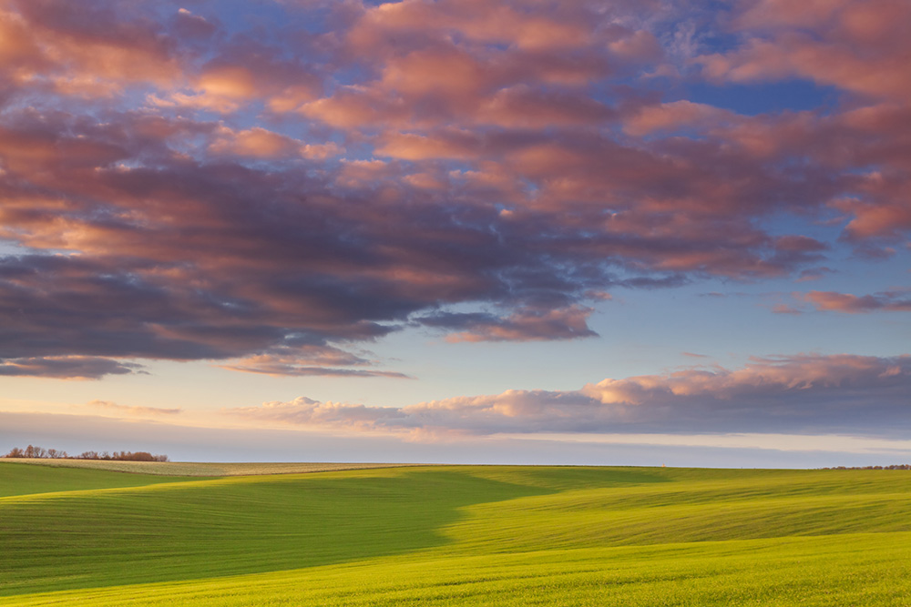 A gyomflóra ismeretében válasszunk gyomirtó szert!
