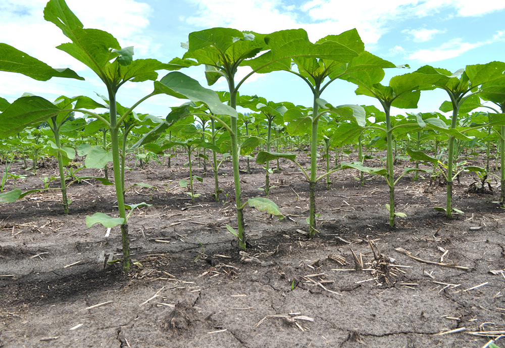 Indul a napraforgó vetése – hogyan tartsuk gyommentesen az állományt?