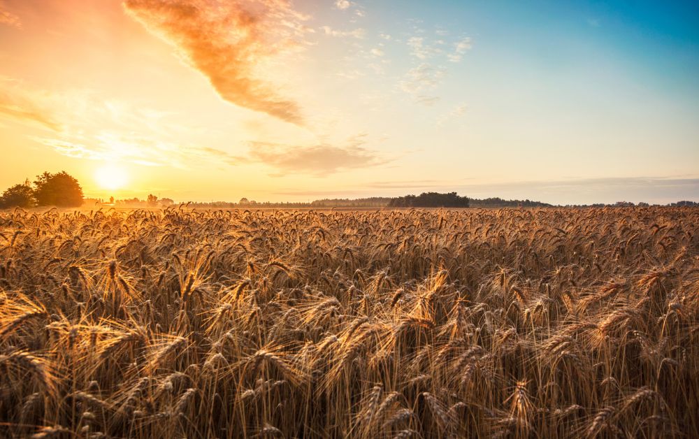 Kedvező képet mutat a 2025-ös Fusarium-monitoring – de nincs okunk hátradőlni