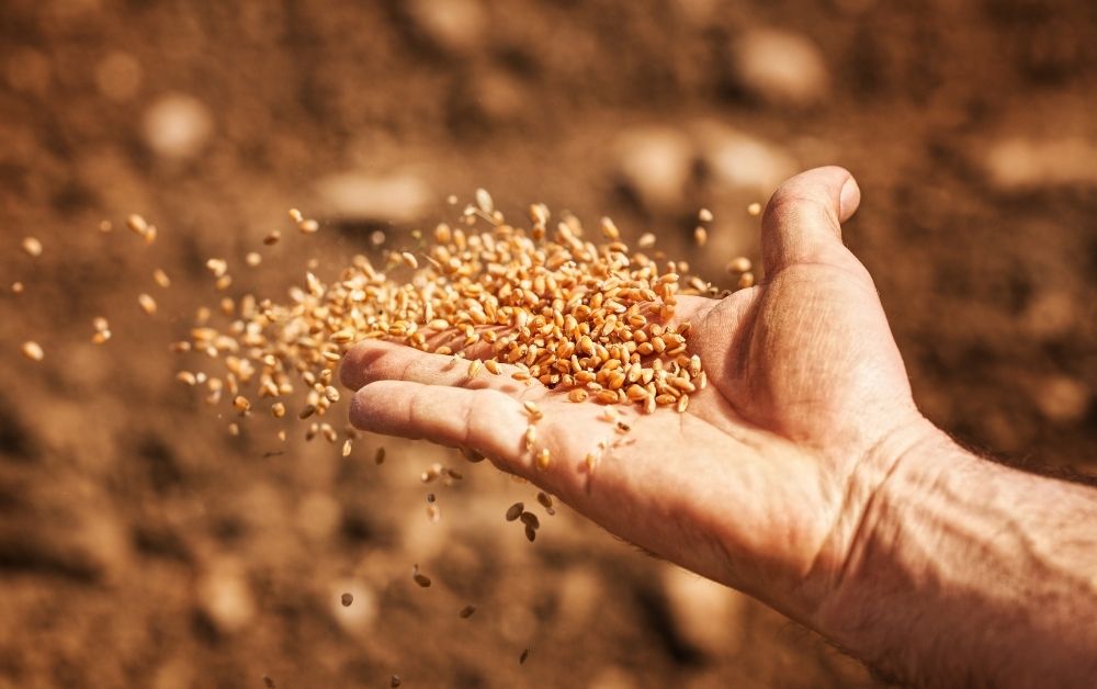Őszi búza vetőmag: ne csak a terméspotenciált nézzük!